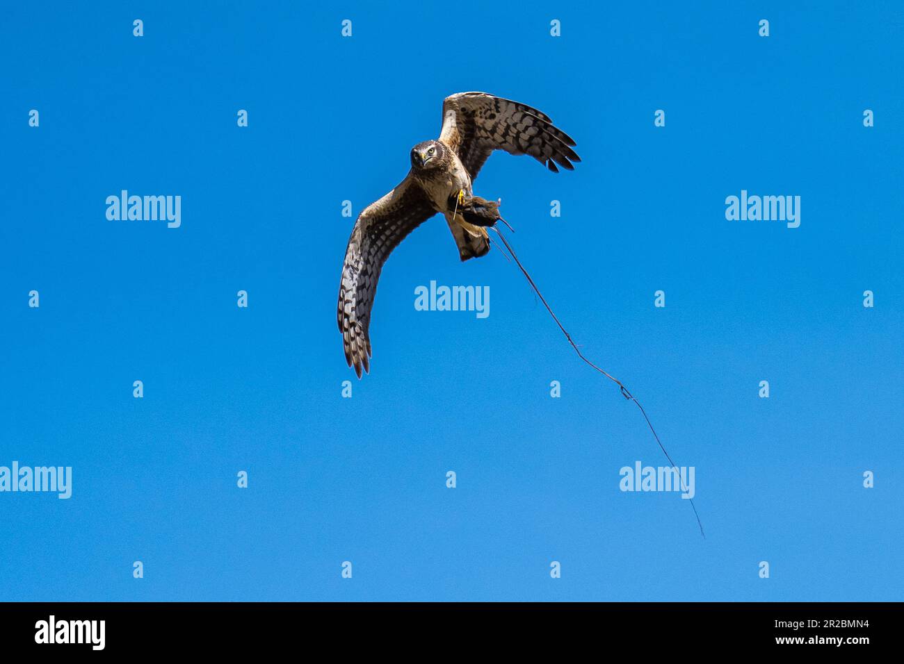 Nordweihe fliegt im Flug und fängt eine Maus. Emigrant Lake, Ashland, Oregon Stockfoto