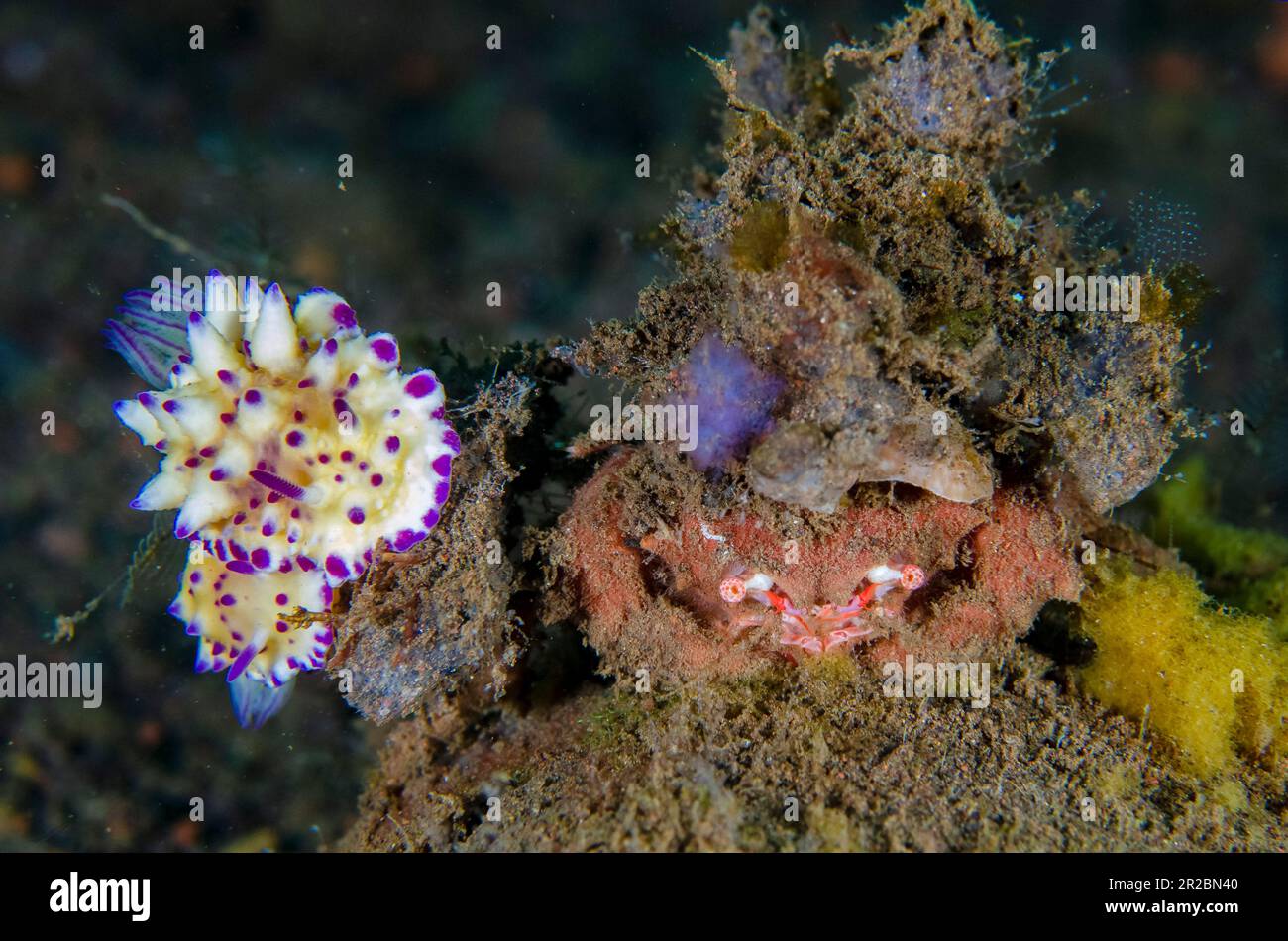 Mexichromis Nudibranch, Mexichromis multituberculata, Paar mit Krabben, Familie Xanthidae, Tauchplatz Melasti, Tulamben, Karangasem Regency, Bali, Stockfoto