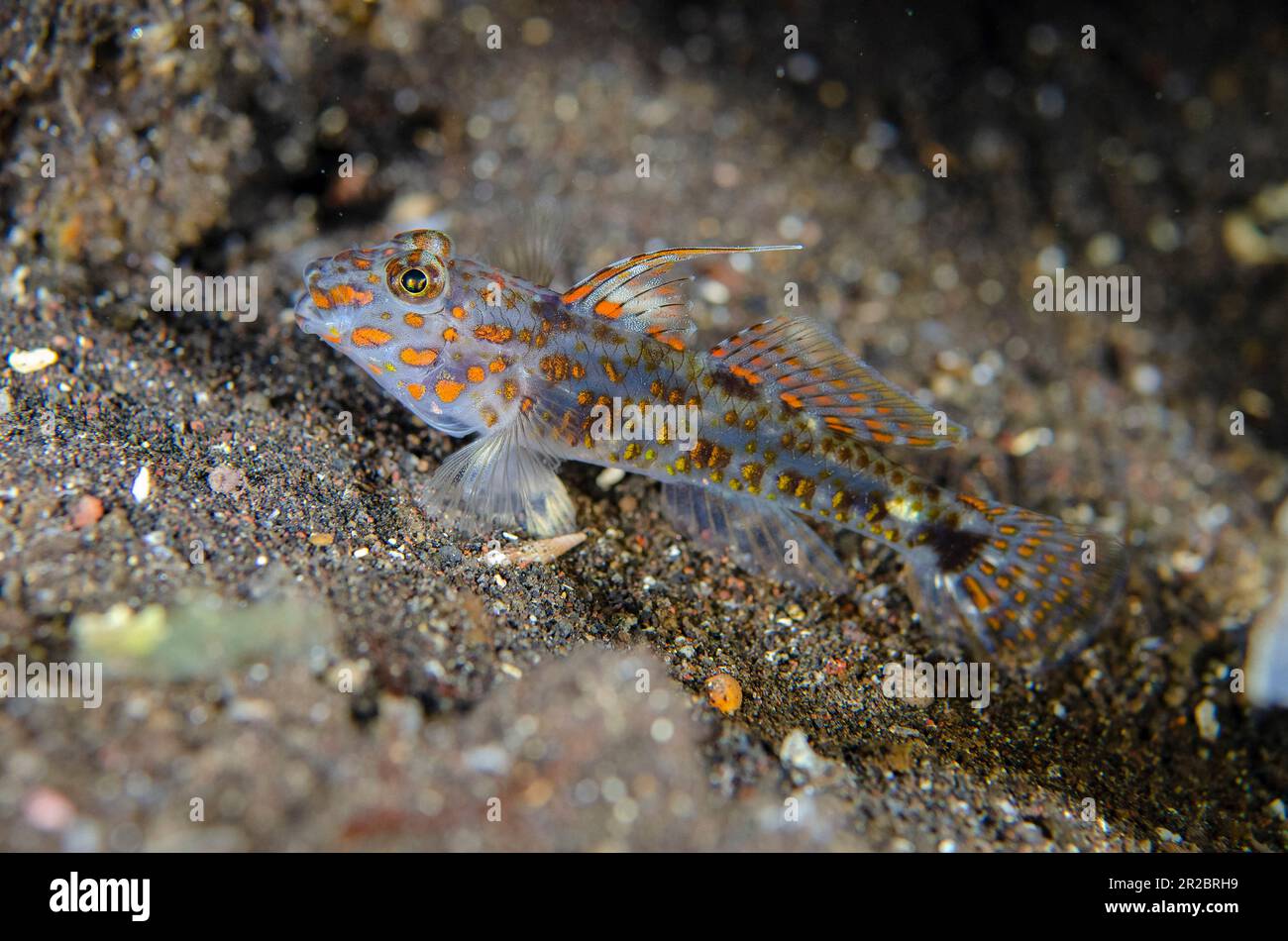 Blotched Goby, Fusigobius inframaculatus, Kubu Reef Tauchplatz, Tulamben, Karangasem Regency, Bali, Indonesien Stockfoto