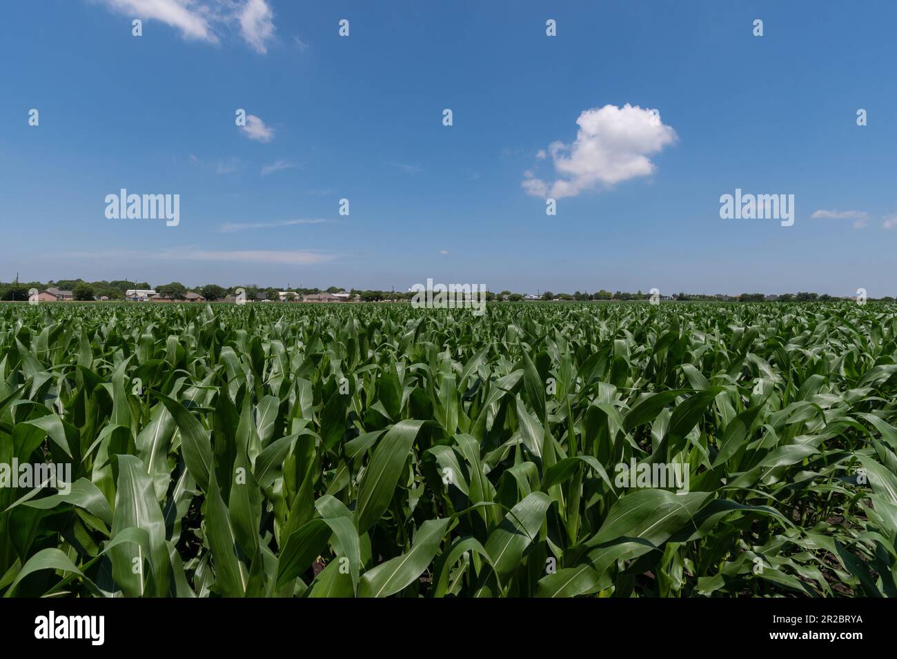 Grüne Maisstängel, bedeckt mit großen, wachsartigen Blättern, die an einem sonnigen Frühlingstag in Texas auf einem Bauernhof wachsen. Stockfoto