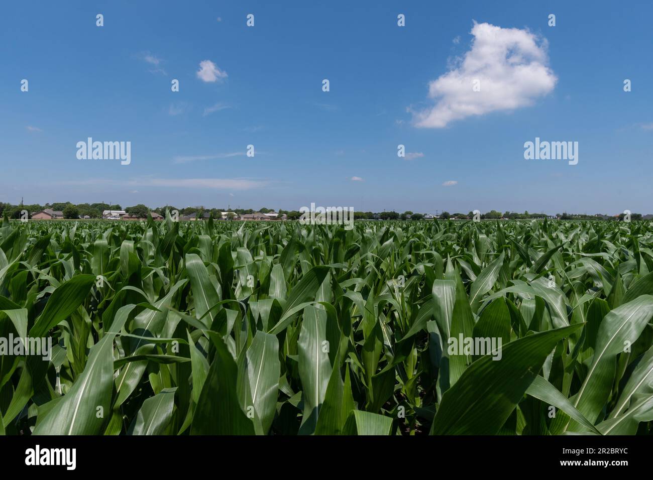 Grüne Maisstängel, bedeckt mit großen, wachsartigen Blättern, die an einem sonnigen Frühlingstag in Texas auf einem Bauernhof wachsen. Stockfoto