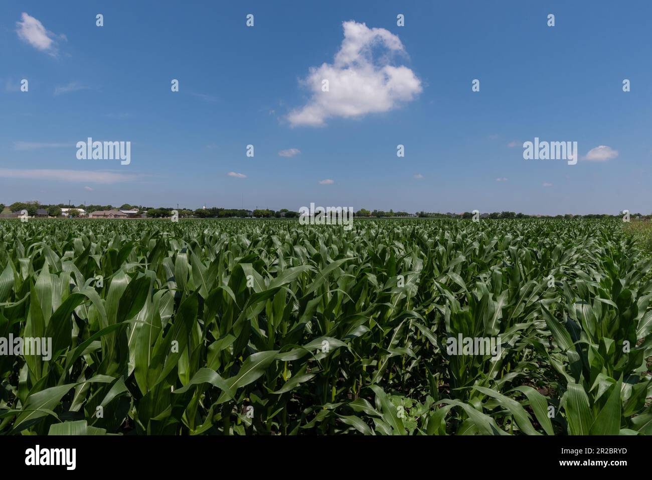 Grüne Maisstängel, bedeckt mit großen, wachsartigen Blättern, die an einem sonnigen Frühlingstag in Texas auf einem Bauernhof wachsen. Stockfoto