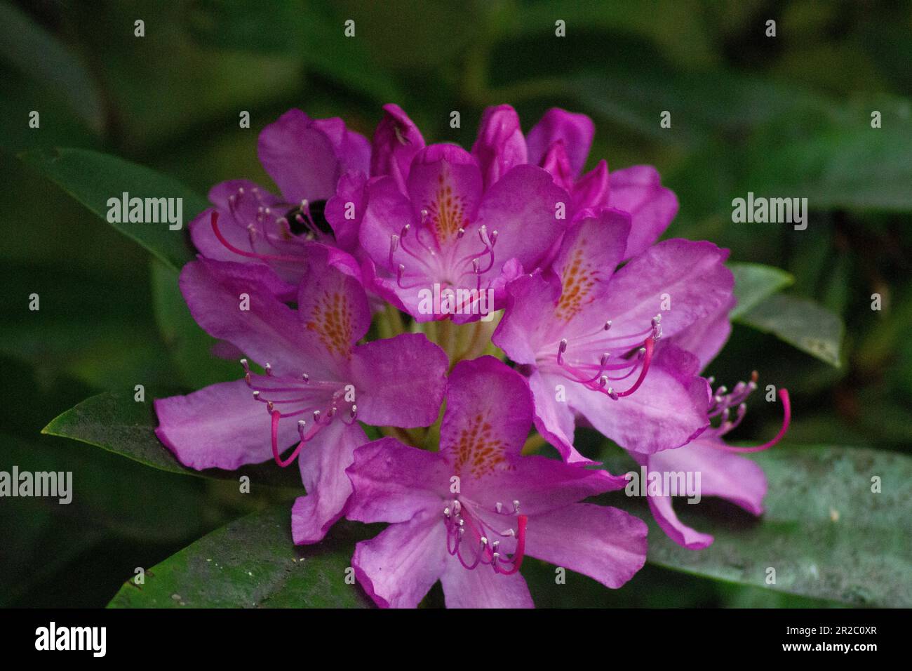 Rosafarbene Rhododendron-Blume, eine Biene ist auf dem Bild vorhanden. Stockfoto