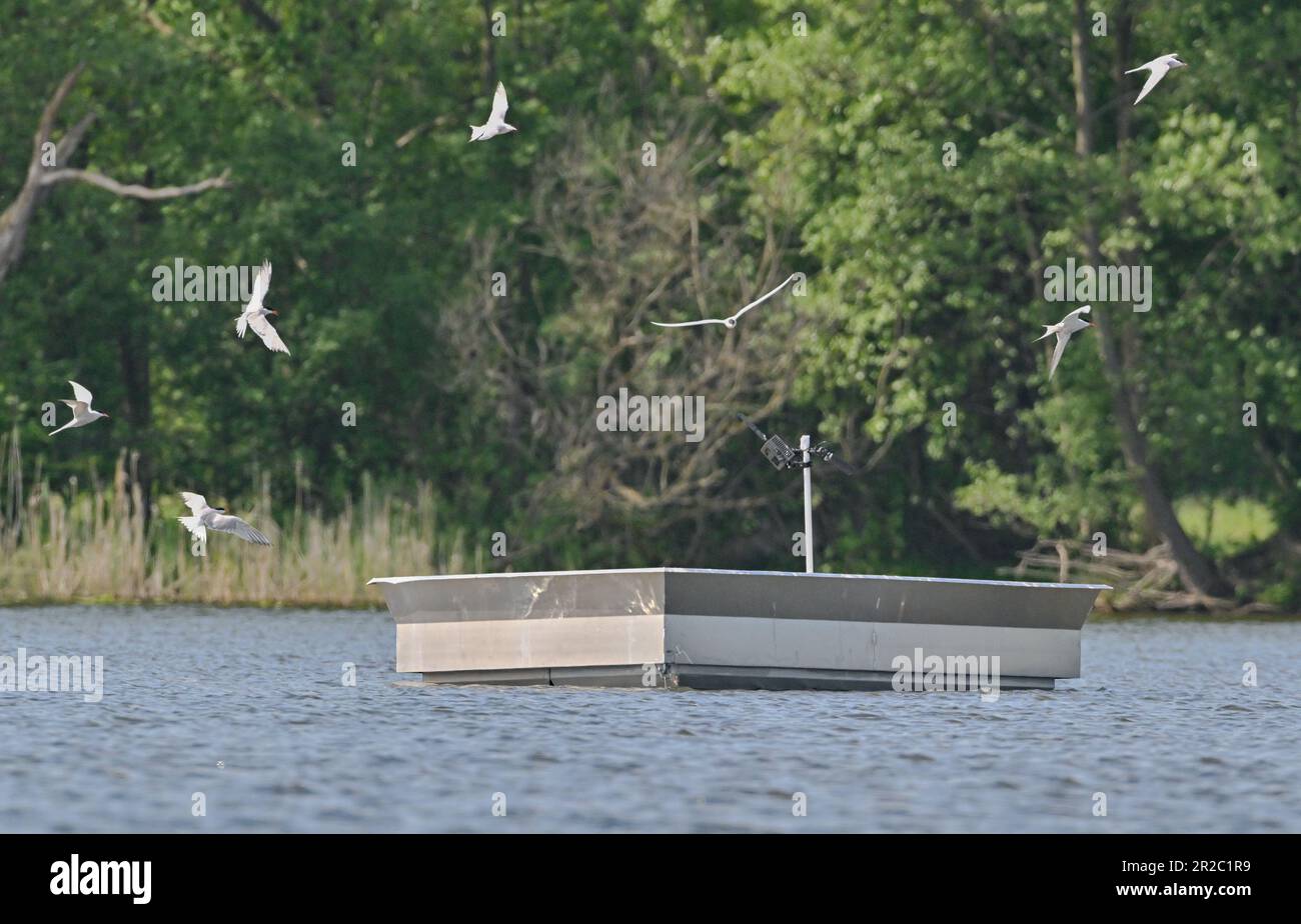 17. Mai 2023, Brandenburg, Groß Schauen: Mehrere Gemeine Terns (Sterna hirundo) sind auf einer künstlichen Brutinsel in der Gegend von Sielmanns Naturlandschaft Groß Schauener gesehen. Die weißgrauen Common Terns mit schwarzer Mütze sind von ihrem Langstreckenflug aus Afrika zurück und sind auf die neuen Brutinseln am Groß Schauener See in der Nähe von Storkow gezogen. Die Heinz-Sielmann-Stiftung hat in diesem Frühjahr mit Unterstützung der örtlichen Fischerei Köllnitz zwei künstliche Brutinseln errichtet, um den vom Aussterben bedrohten Vögeln besser geeignete Brutplätze zu bieten. Bis jetzt ein Angelschiff aus Metall Stockfoto