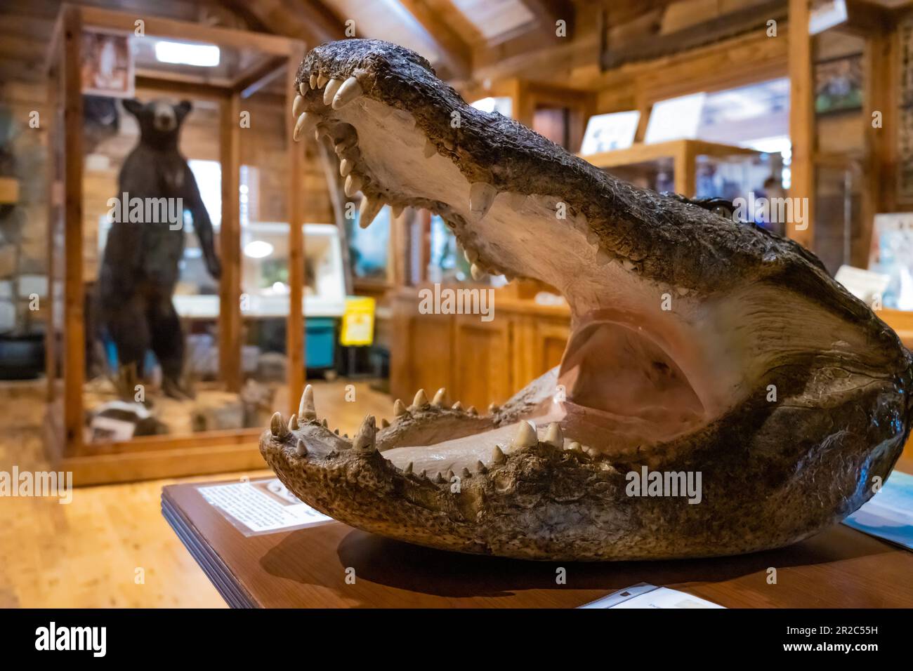 Das Oakland Nature Preserve Museum in Oakland, Florida, in der Nähe von Orlando, bietet eine Tierpräparation mit einem großen Alligatorkopf und einem Florida-Schwarzbären. (USA) Stockfoto