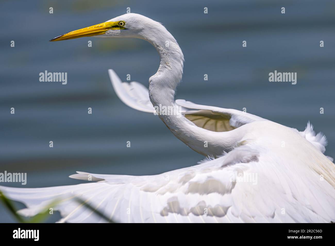 Ein wunderschöner und eleganter Reiher im Flug über den Lake Apopka entlang des gesunden West Orange Boardwalk Trail im Oakland Nature Preserve bei Orlando. Stockfoto