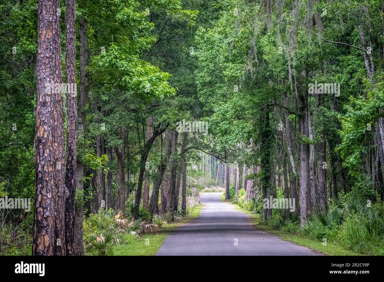 Waldstraße zum Alachua Savanna Visitor Center im Paynes Prairie Preserve State Park in Micanopy, Florida. (USA) Stockfoto