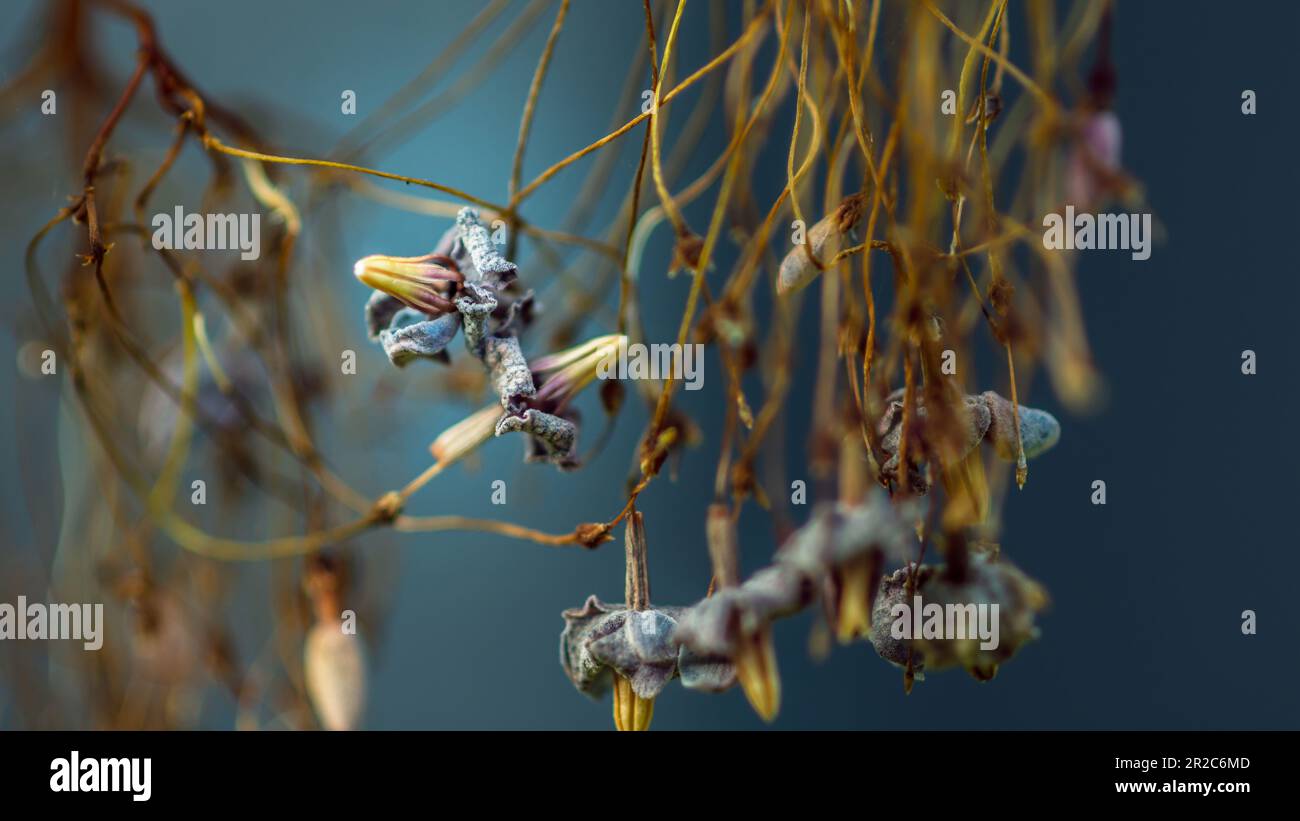 Die Blume (Wrightia religiosa) ist auf dem Baum getrocknet, WasserJasmin auf dem Naturhintergrund. Stockfoto