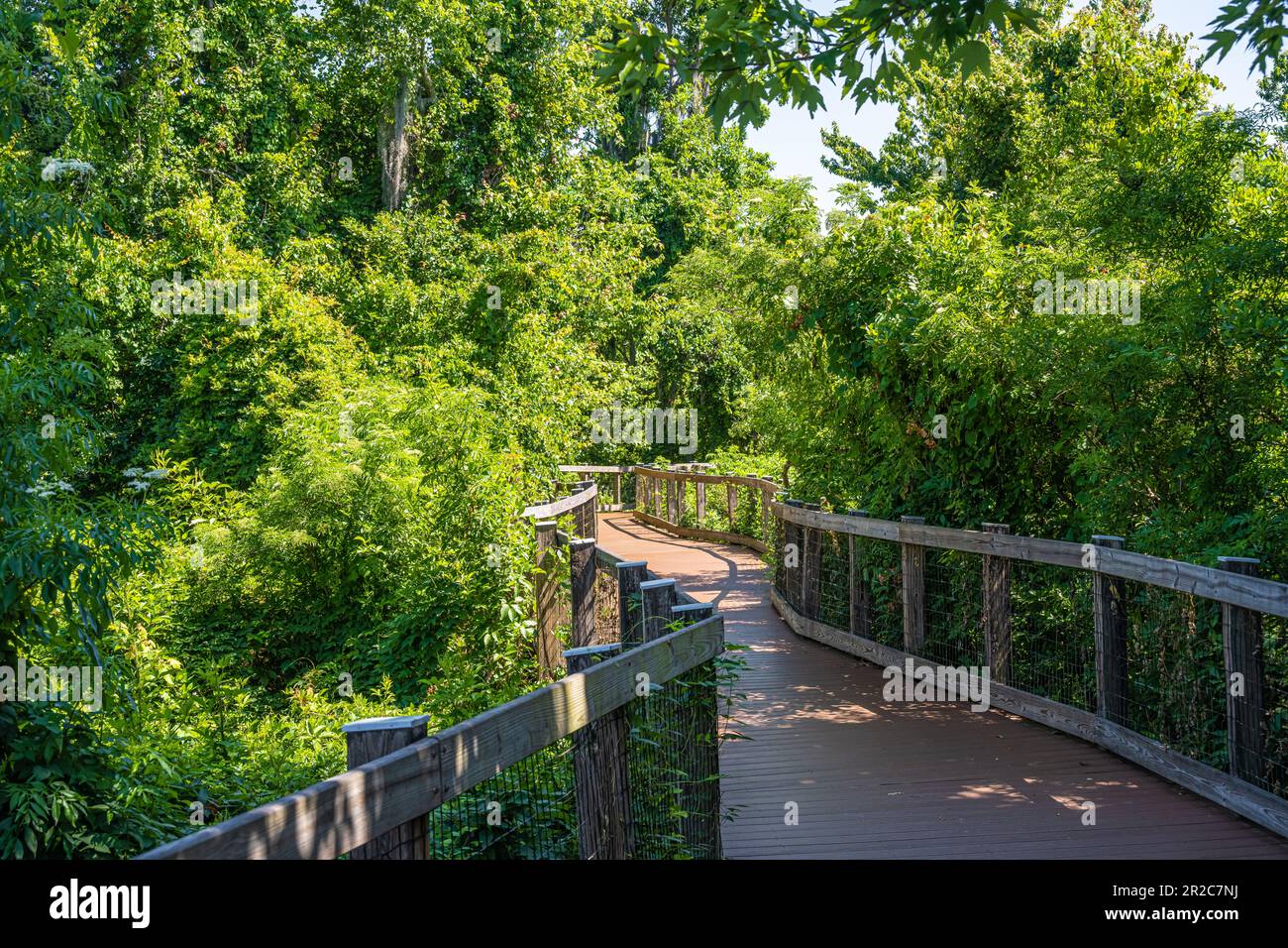 Malerischer und grüner, gesunder West Orange Boardwalk Trail führt zum Lake Apopka im Oakland Nature Preserve in Oakland, Florida, in der Nähe von Orlando. (USA) Stockfoto