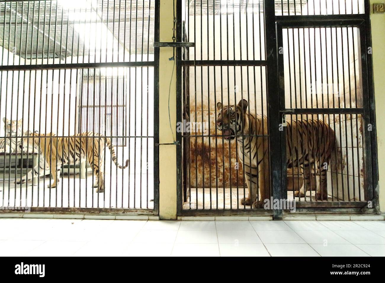 Sumatra-Tiger (links) und ein bengalischer Tiger (rechts) in der vom Zoo von Bali in Singapadu, Sukawati, Gianyar, Bali, Indonesien verwalteten Veterinäreinrichtung. Stockfoto