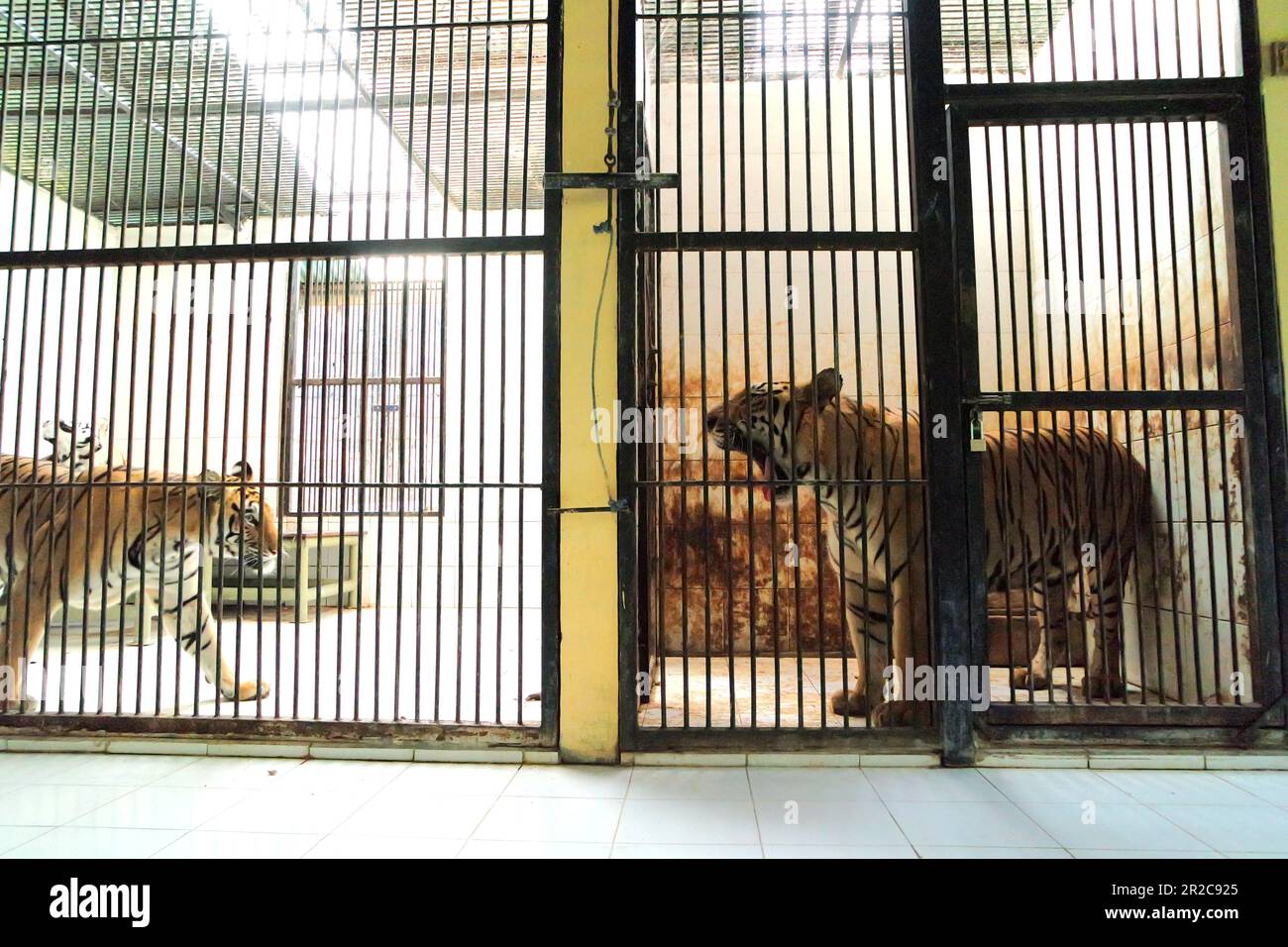 Ein Sumatra-Tiger (links) und ein Bengal-Tiger (rechts) in der vom Zoo Bali in Singapur, Sukawati, Gianyar, Bali, Indonesien verwalteten Veterinäreinrichtung. Stockfoto