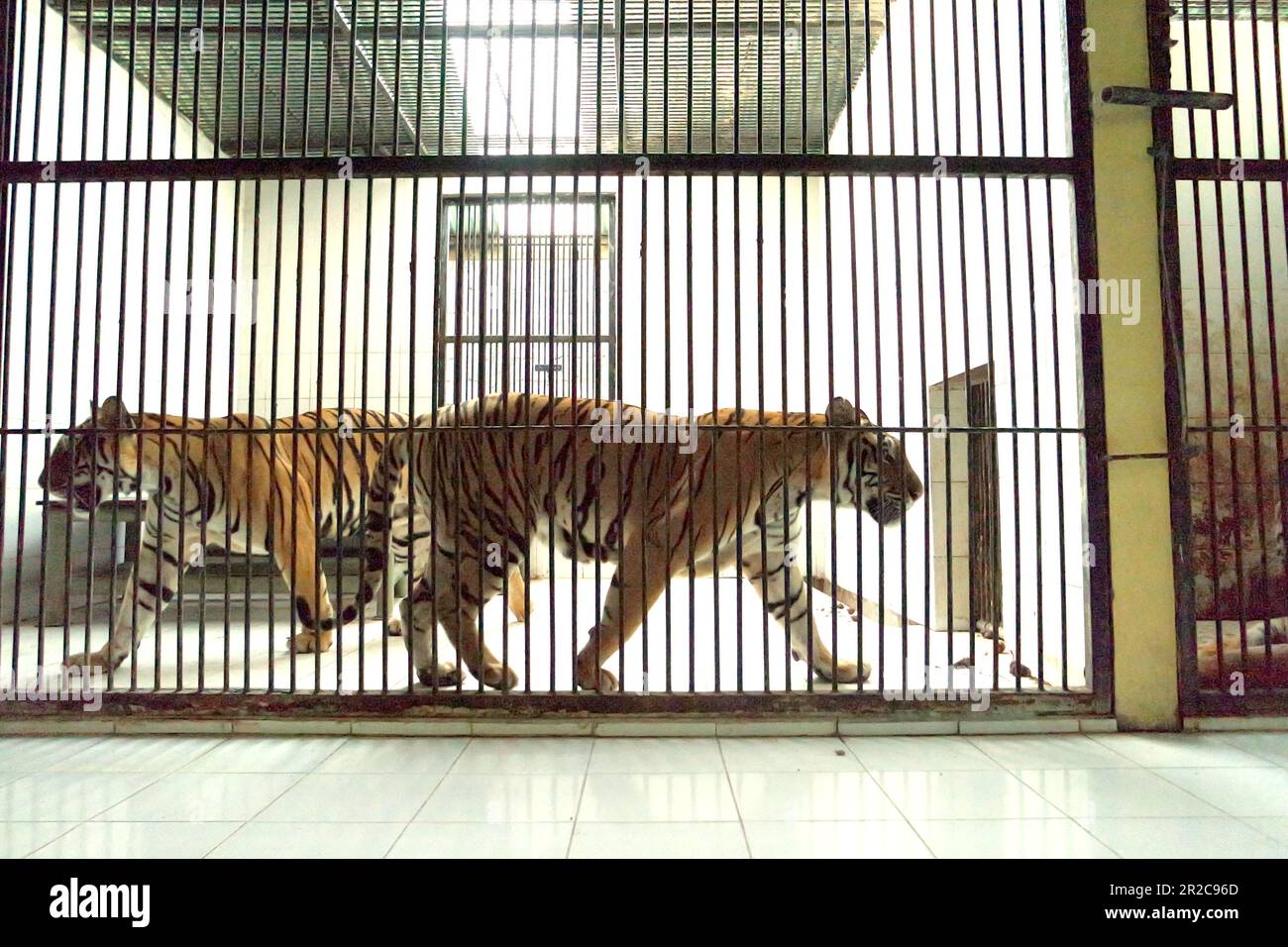 Sumatra-Tiger (Panthera tigris sondaica) in der vom Zoo von Bali in Singapur, Sukawati, Gianyar, Bali, Indonesien verwalteten Veterinäreinrichtung. Stockfoto