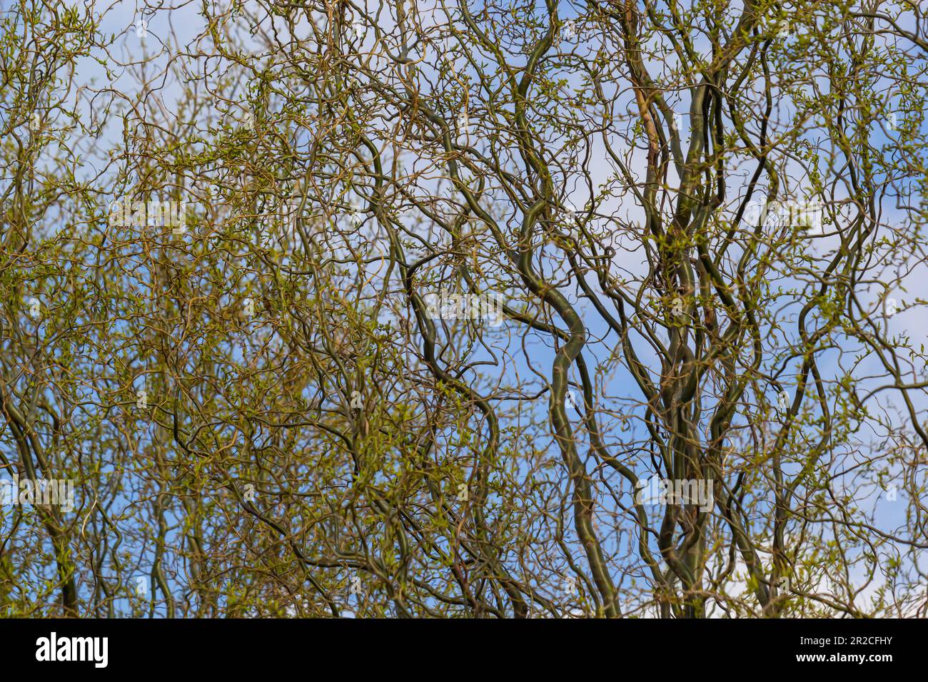 Drachen kratzen Weidenzweige mit neuen Blättern und Blumen am blauen Himmel - lateinischer Name - Salix matsudana Tortuosa. Stockfoto