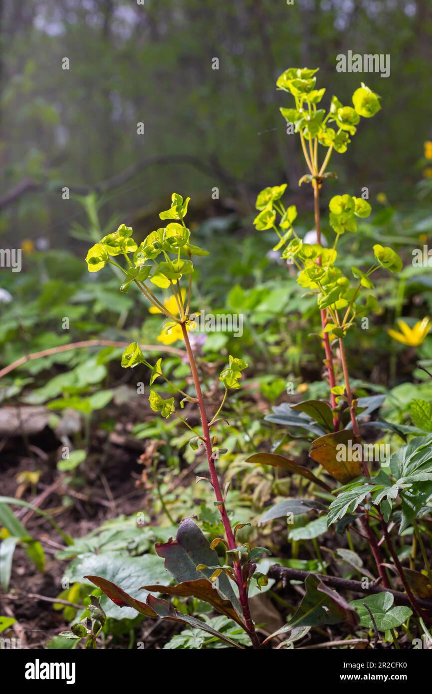 Nahaufnahme der gelben Blüten von Zypressenpfeifen Euphorbia cyparissia oder Blattpfeifen Euphorbia esula. Stockfoto