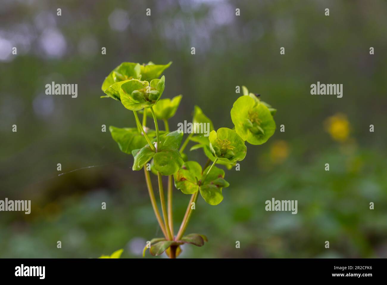 Nahaufnahme der gelben Blüten von Zypressenpfeifen Euphorbia cyparissia oder Blattpfeifen Euphorbia esula. Stockfoto