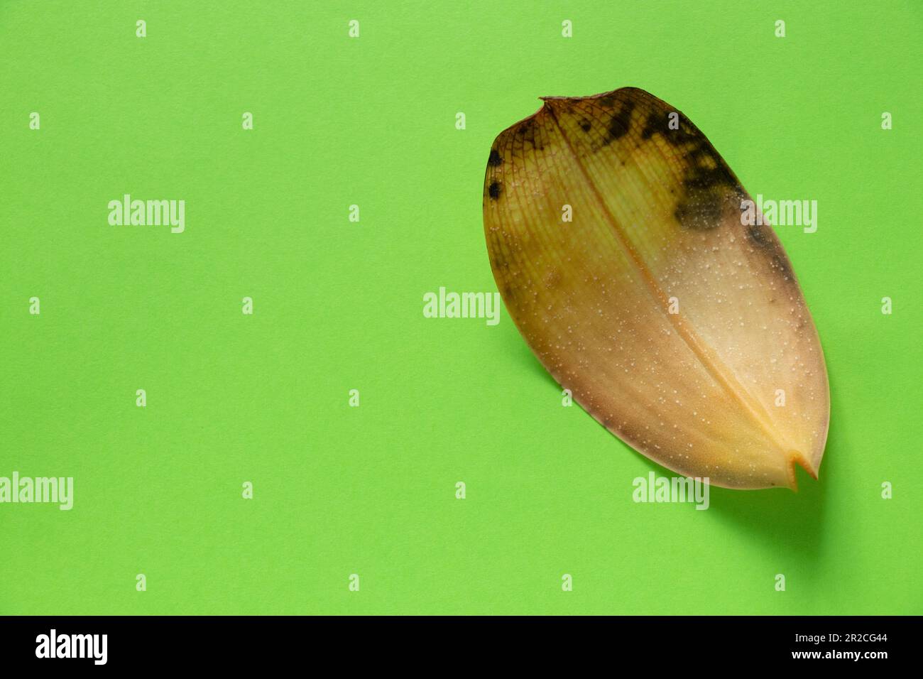 Gelbgetrocknetes Blatt einer Phalaenopsis-Blume liegt auf einem isolierten Hintergrund Stockfoto