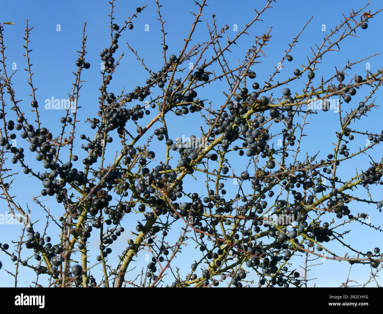 Ein mit Schlehen bedeckter Schwarzdorn (Prunus spinosa)-Busch mit blauem Himmel im Herbst, Großbritannien Stockfoto
