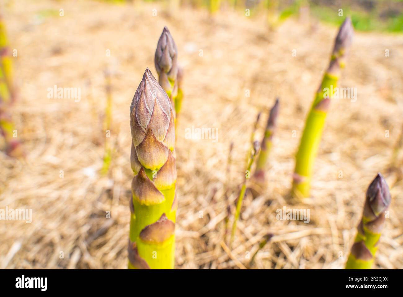 Spargelsprossen wachsen in einer Nahaufnahme eines Gartenbetts auf einem unscharfen Hintergrund Stockfoto