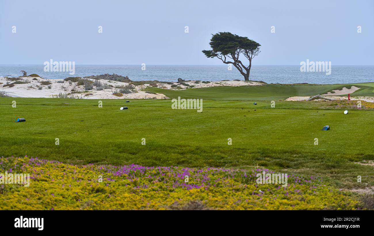 Ein Zypressenbaum am Rande der Küstenklippe mit grünem Gras im Vordergrund. Stockfoto