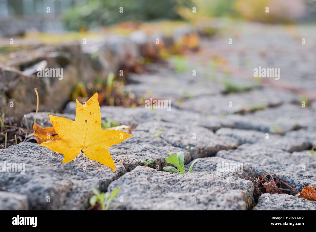 Gelbes Ahornblatt im Herbst auf nassem Pflasterhintergrund mit Kopierbereich. Herbstjahreskonzept. Selektiver Fokus auf Leaf Stockfoto