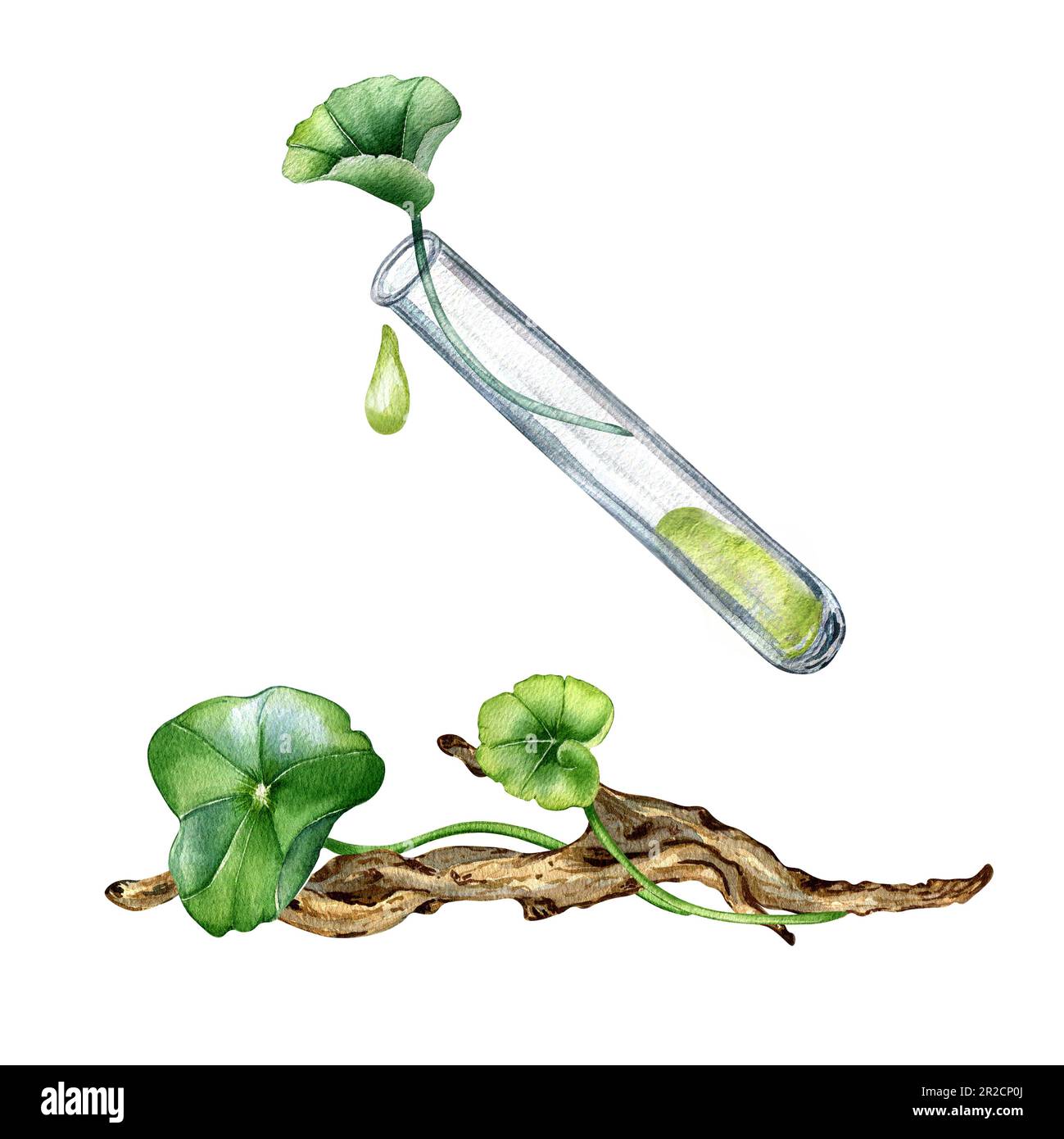 Centella asiatica, ätherische Öle, Holzzweig, wasserfarbenes Bild, isoliert auf weiß. Pennywort, gotu kola Kräuterpflanzen, Cola, Treibholz Hand d Stockfoto