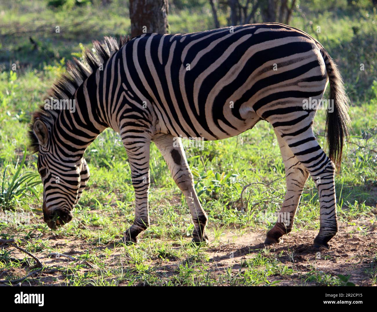 Burchells Zebras (Equus quagga burchellii) in ihrer natürlichen Umgebung: (Pix Sanjiv Shukla) Stockfoto