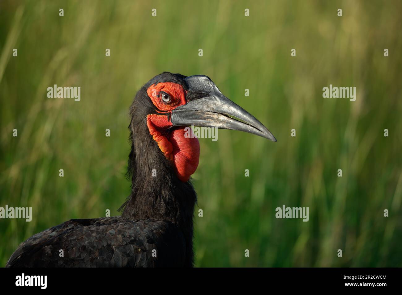 Portrait des südlichen Erdhornvogel aus Masai Mara, Kenia Stockfoto