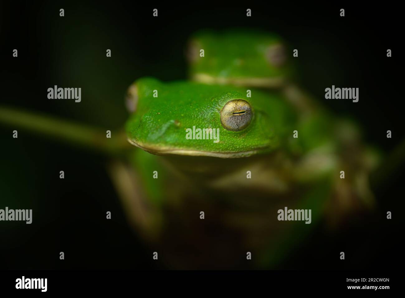 Malabar gleitende Frösche, die sich in Amboli Gheat, Maharashtra, Indien paaren Stockfoto