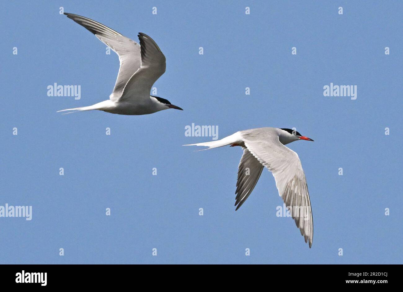 17. Mai 2023, Brandenburg, Groß Schauen: Zwei Common Terns (Sterna hirundo) fliegen über Sielmanns Naturlandschaft Groß Schauener Seen. Die weißgrauen Common Terns mit schwarzer Mütze sind von ihrem Langstreckenflug aus Afrika zurück und sind auf die neuen Brutinseln am Groß Schauener See in der Nähe von Storkow gezogen. Die Heinz-Sielmann-Stiftung hat in diesem Frühjahr mit Unterstützung der örtlichen Fischerei Köllnitz zwei künstliche Brutinseln errichtet, um den vom Aussterben bedrohten Vögeln besser geeignete Brutplätze zu bieten. Bis jetzt diente ein Fischerboot aus Metall als Brutplatz für die Gul Stockfoto