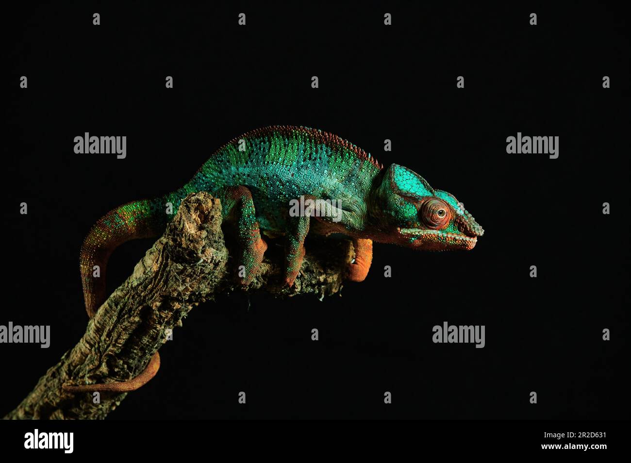 Mehrfarbiges, wunderschönes Chamäleon-Naht-Reptil Stockfoto