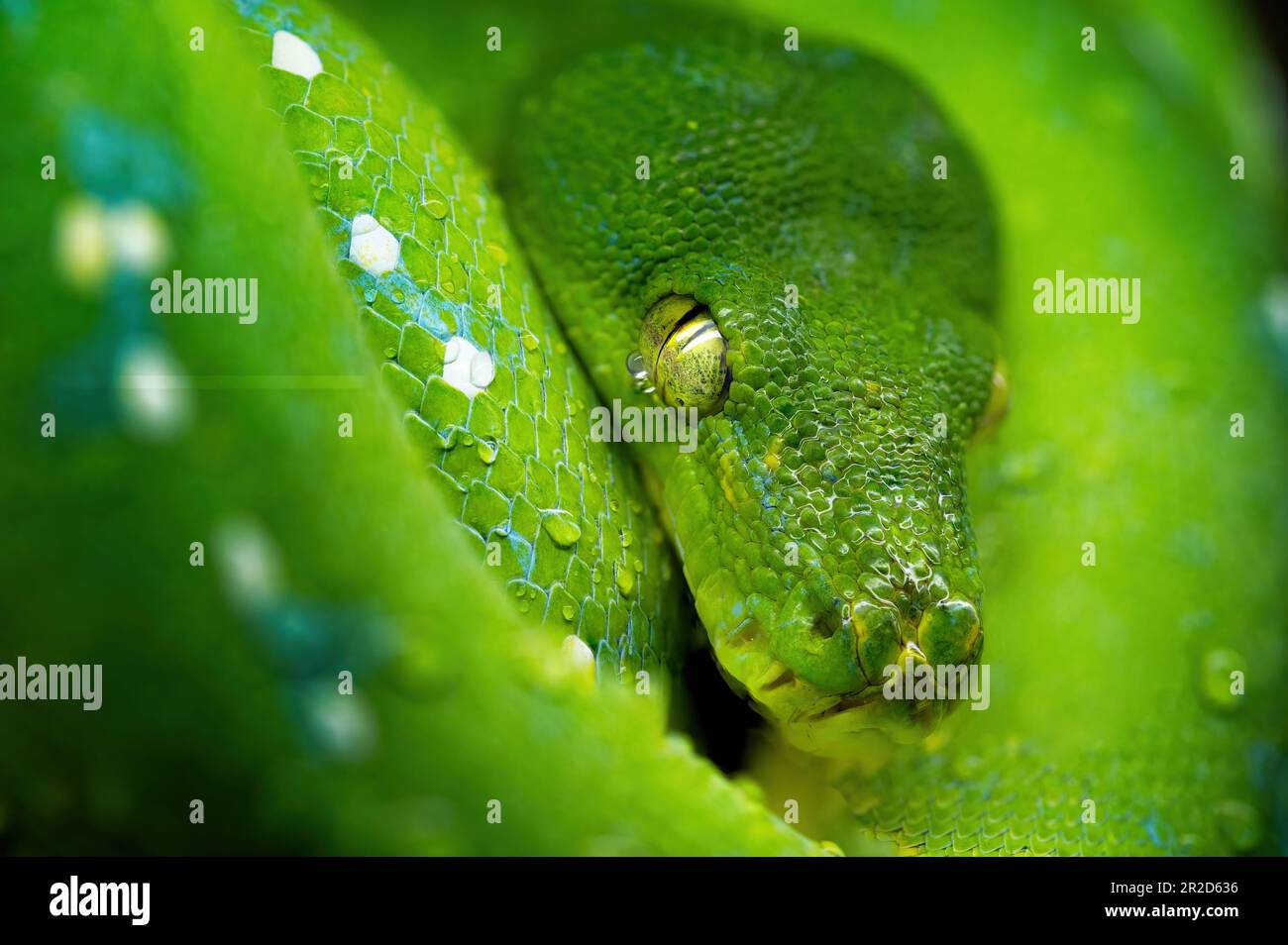 Grüne Baumpyton auf dem Ast Stockfoto