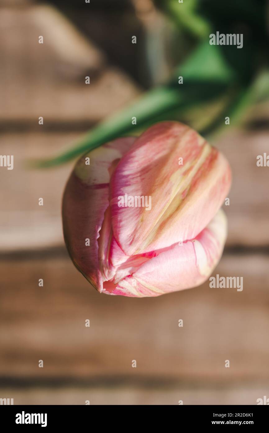Nahaufnahme einer rosa Tulpenknospe, selektiver Fokus. Stockfoto