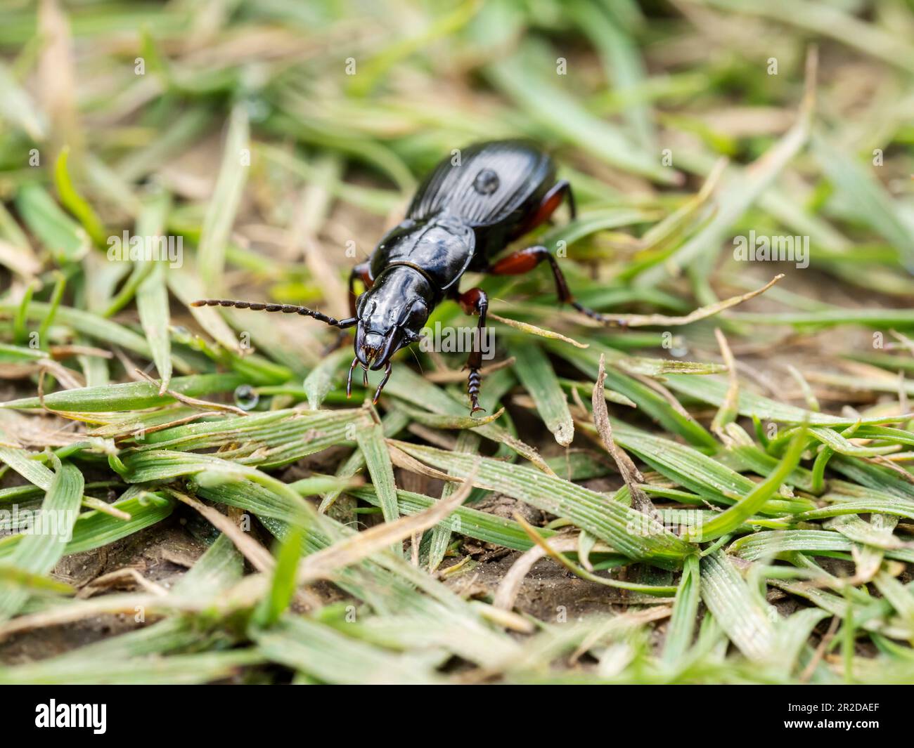 A Rain Beetle; Pterostichus melanarius; nahe Austwick, Yorkshire Dales, Großbritannien. Stockfoto