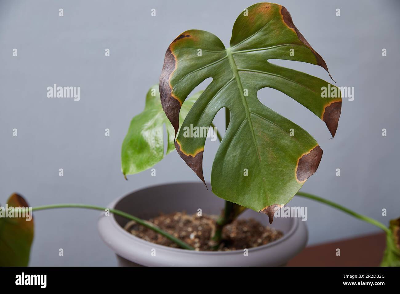 Eine Monsterblume mit einer Krankheit. Krankheiten der Topfblumen sind  Graufule, Thrips und Mykose Stockfotografie - Alamy
