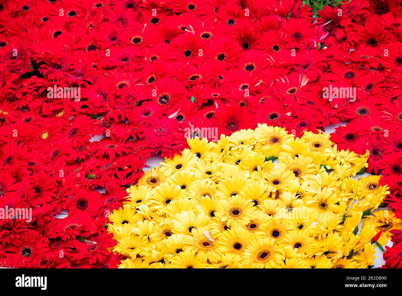 Blumenfestival in Ribeira Grande, Insel São Miguel auf den Azoren. Stockfoto