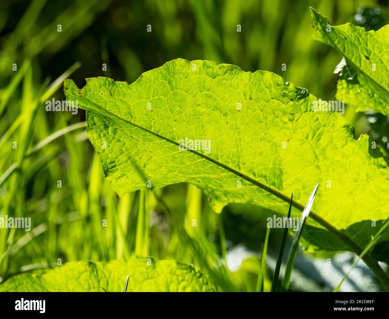 Ein hintergrundbeleuchtetes Dock Leaf in Ambleside, Lake District, Großbritannien. Stockfoto