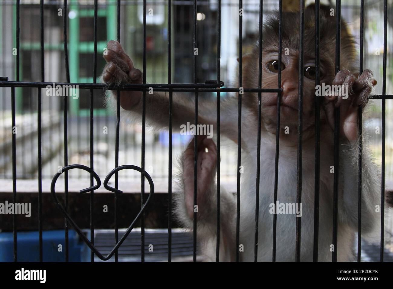 19. Mai 2023, Yogyakarta, Yogyakarta, Indonesien: Kleine Langschwanzmakaken (Macaca fascicularis) werden auf einem Tiermarkt in Yogyakarta verkauft. Gemäß der Roten Liste der Internationalen Union für Naturschutz (IUCN) werden Langschwanzmakaken und Schweineschwanzmakaken offiziell als in freier Wildbahn vom Aussterben bedroht erklärt. Aber in Indonesien geht das Leiden dieser Arten weiter, da sie noch immer nicht geschützt sind. Babyaffen werden aus dem Wald genommen, indem sie ihre Mütter töten und auf dem Tiermarkt gehandelt werden. Einige werden zu Straßenbettlern, andere zu Haustieren und werden als Inhaltsmaterial ausgebeutet Stockfoto