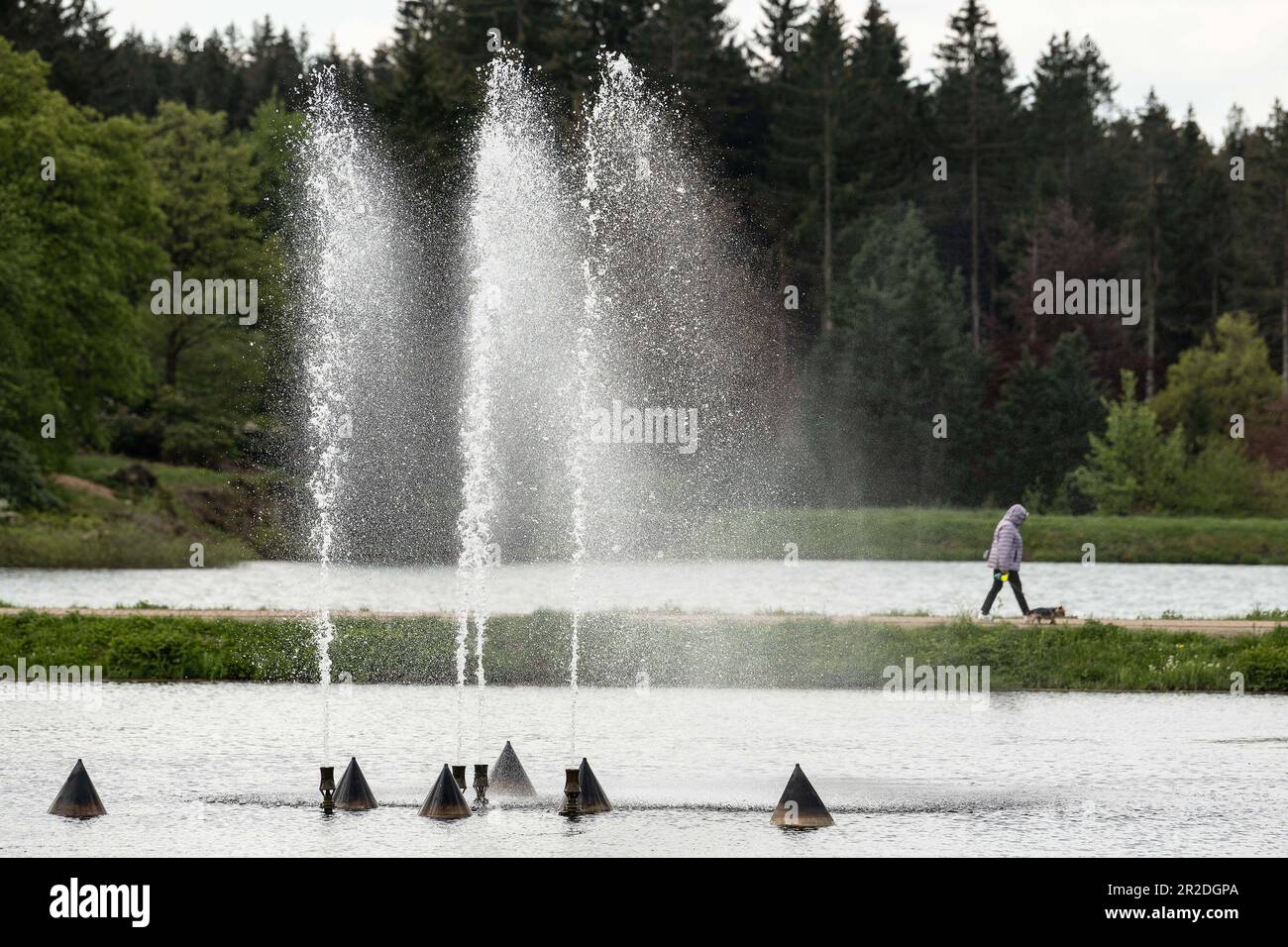 19. Mai 2023, Niedersachsen, Hahnenklee: Eine Gehhilfe führt ihren Hund entlang eines Brunnens im Teich des Kurparks. Foto: Swen Pförtner/dpa Stockfoto