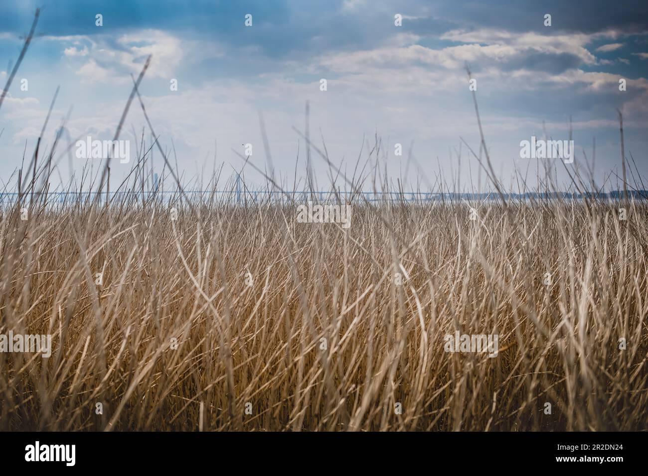 Schilf und lange Gräser mit der Second Severn Crossing, auch bekannt als Prince of Wales Bridge Stockfoto
