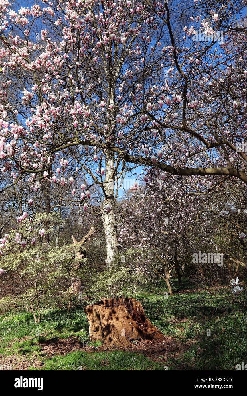 Blassrosa Blumen von Magnolienbäumen schlängeln sich im Frühling unter einem hellblauen Himmel um einen Waldgarten (kleiner Baumstumpf im Vordergrund). England, April Stockfoto Blassrosa Blumen von Magnolienbäumen schlängeln sich im Frühling unter einem hellblauen Himmel um einen Waldgarten (kleiner Baumstumpf im Vordergrund). England, April Stockfoto