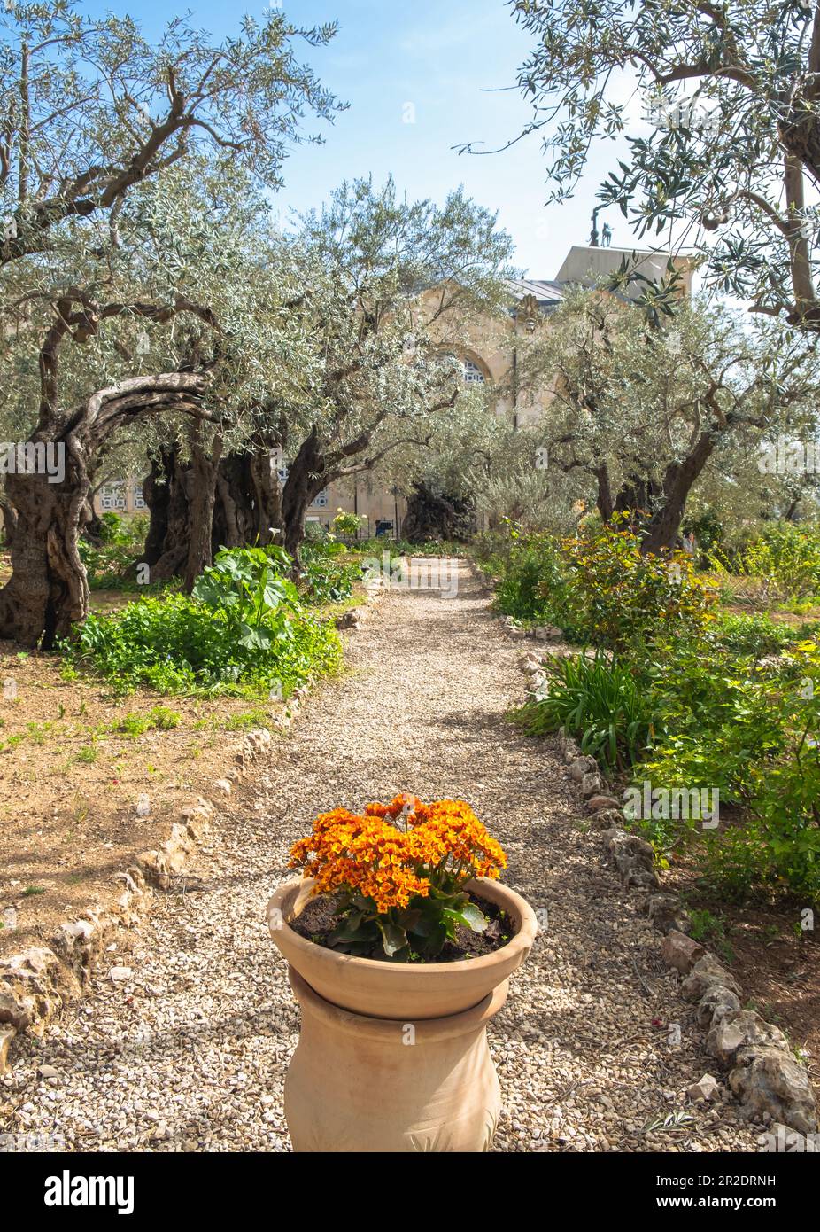 GethsemaneGarten, Ölberg, Jerusalem Israel. Biblischer Ort, wo Jesus