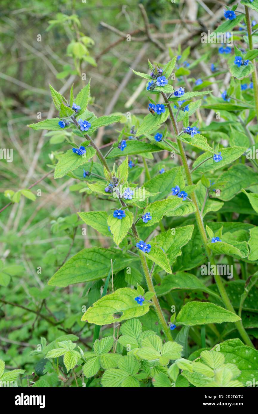 Blaue Blumen auf grünem Hintergrund im Wald. Nahaufnahme Stockfoto
