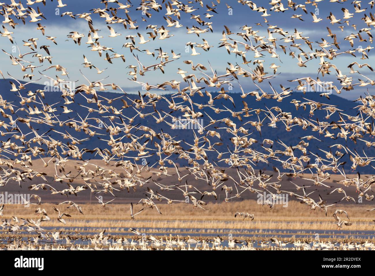 Schneegänse fliegen während der Wanderung. Klamath Basin National Wildlife Refuge. Merrill, Oregon Stockfoto