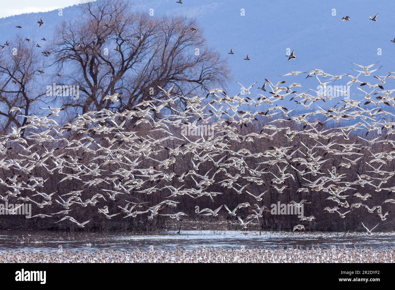 Schneegänse fliegen während der Wanderung. Klamath Basin National Wildlife Refuge. Merrill, Oregon Stockfoto