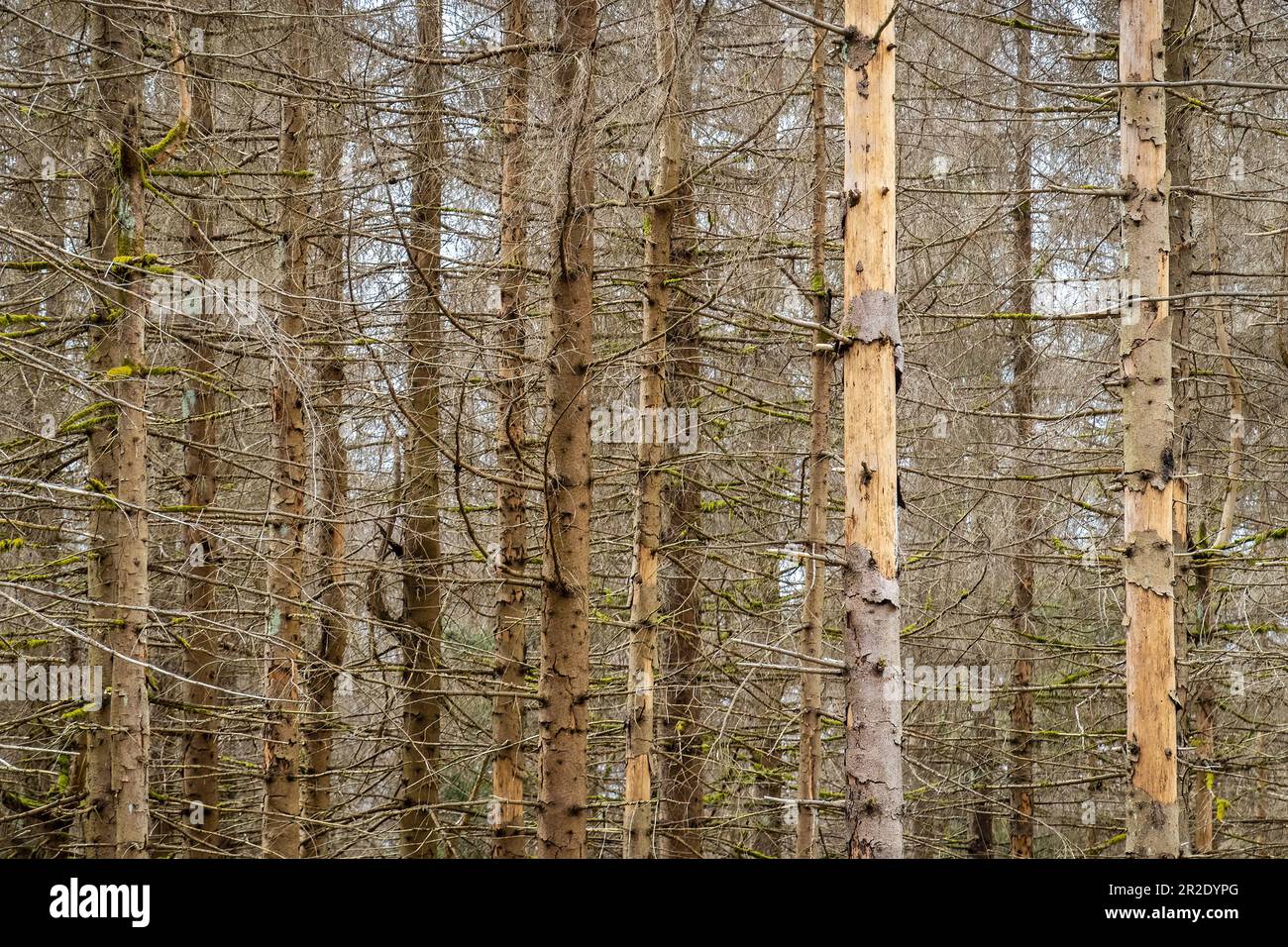 Wald von toten Bäumen. Waldrückgang im Harz-Nationalpark Niedersachsen. Sterbende Fichten, Dürre und Rindenkäfer-Befall. Stockfoto