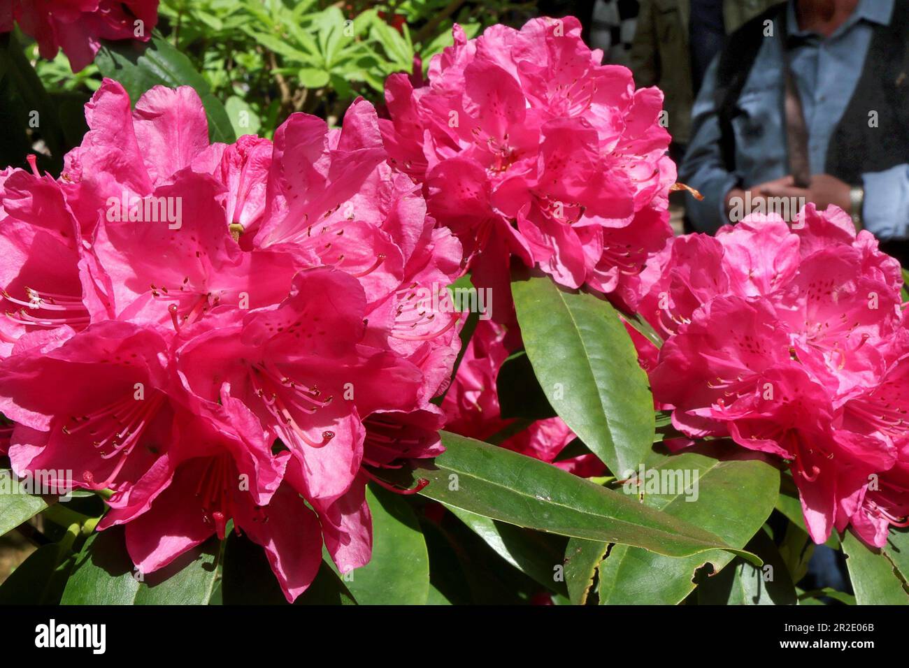 19. Mai 2023, Mecklenburg-Vorpommern, Graal-Müritz: Azaleen im Rhododendron-Park. Das traditionelle Rhododendron Park Festival findet ab dem 19-21. Mai 2023 im 4,5 ha großen Park statt. Der Park wurde 1955 - 1961 vom Rostocker Gartenarchitekten Friedrich-Karl Evert auf einer ehemaligen Sandgrube erbaut. Es ist eines der größten in Deutschland und wurde 1986 zum Denkmal erklärt. Foto: Bernd Wüstneck/dpa Stockfoto