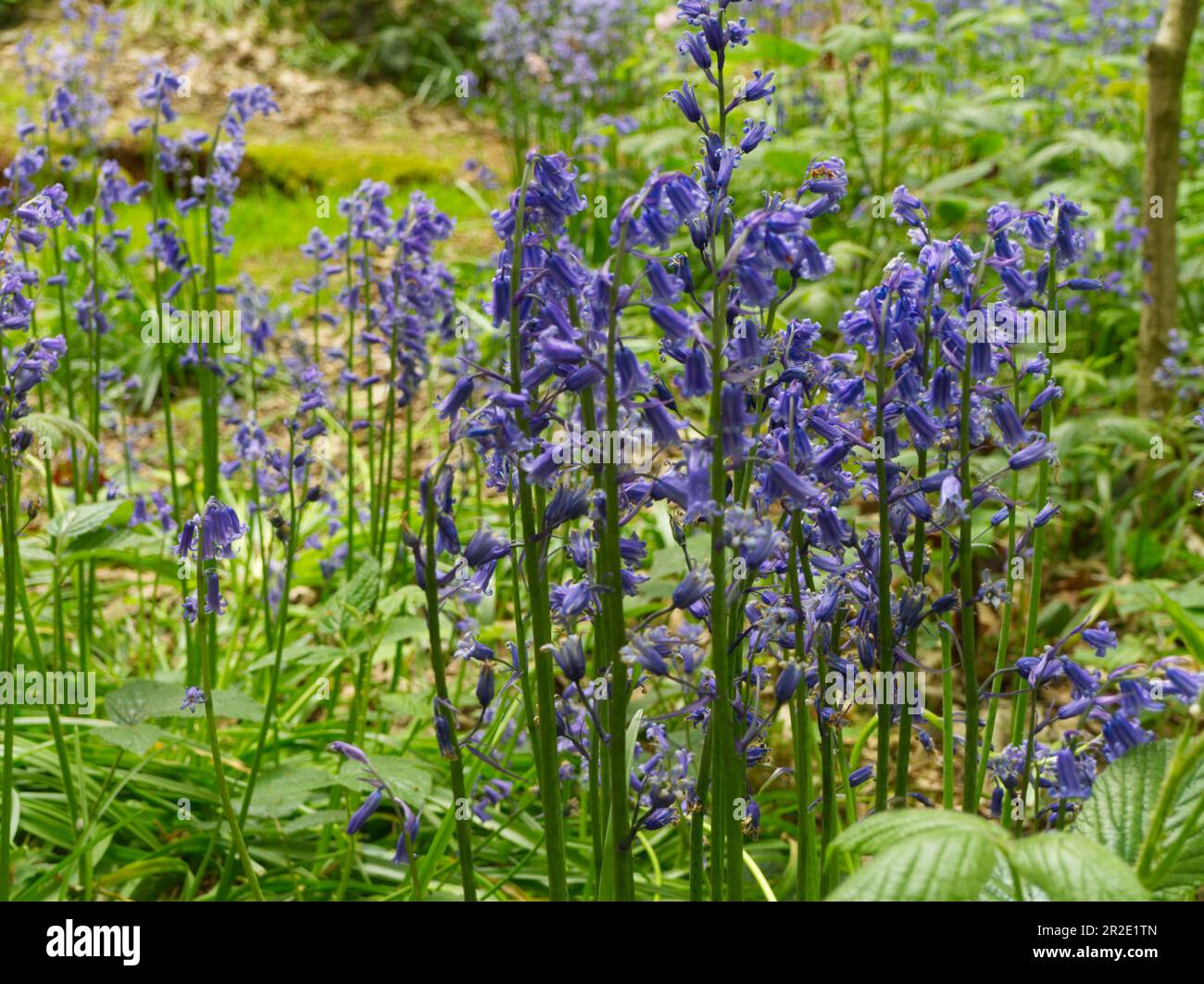 Bluebell Wood im Frühling bei Everdon Stubbs Daventry Stockfoto