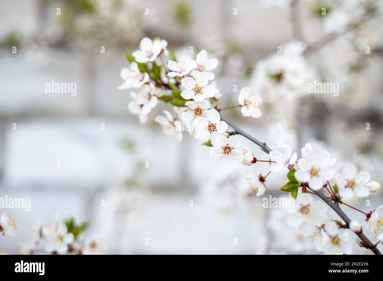Blühende oder blühende Kirschbaumzweige mit blauem Himmel im Hintergrund Stockfoto