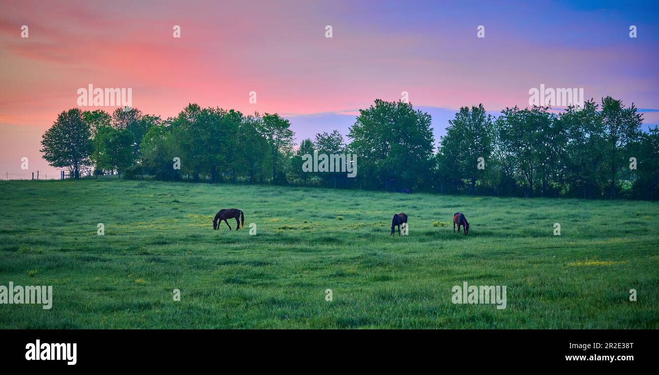 Drei Pferde grasen früh am Morgen auf einem Feld. Stockfoto