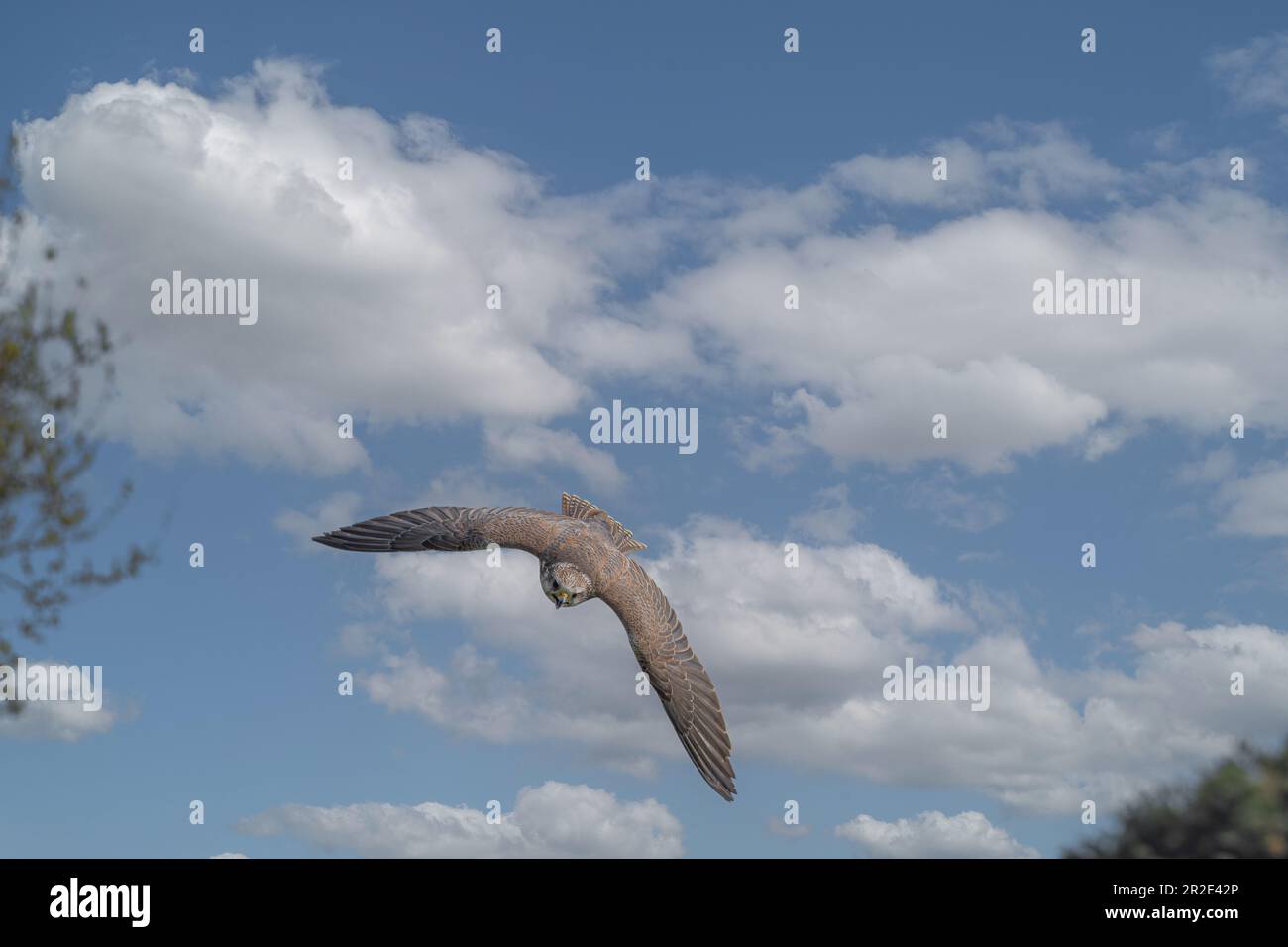 Der Falke taucht anmutig IN BATSFORD, ENGLAND UNGLAUBLICHE BILDER zeigen einen Saker Falcon, der über den britischen Himmel schwingt. Bilder zeigen den vom Aussterben bedrohten Saker Falc Stockfoto
